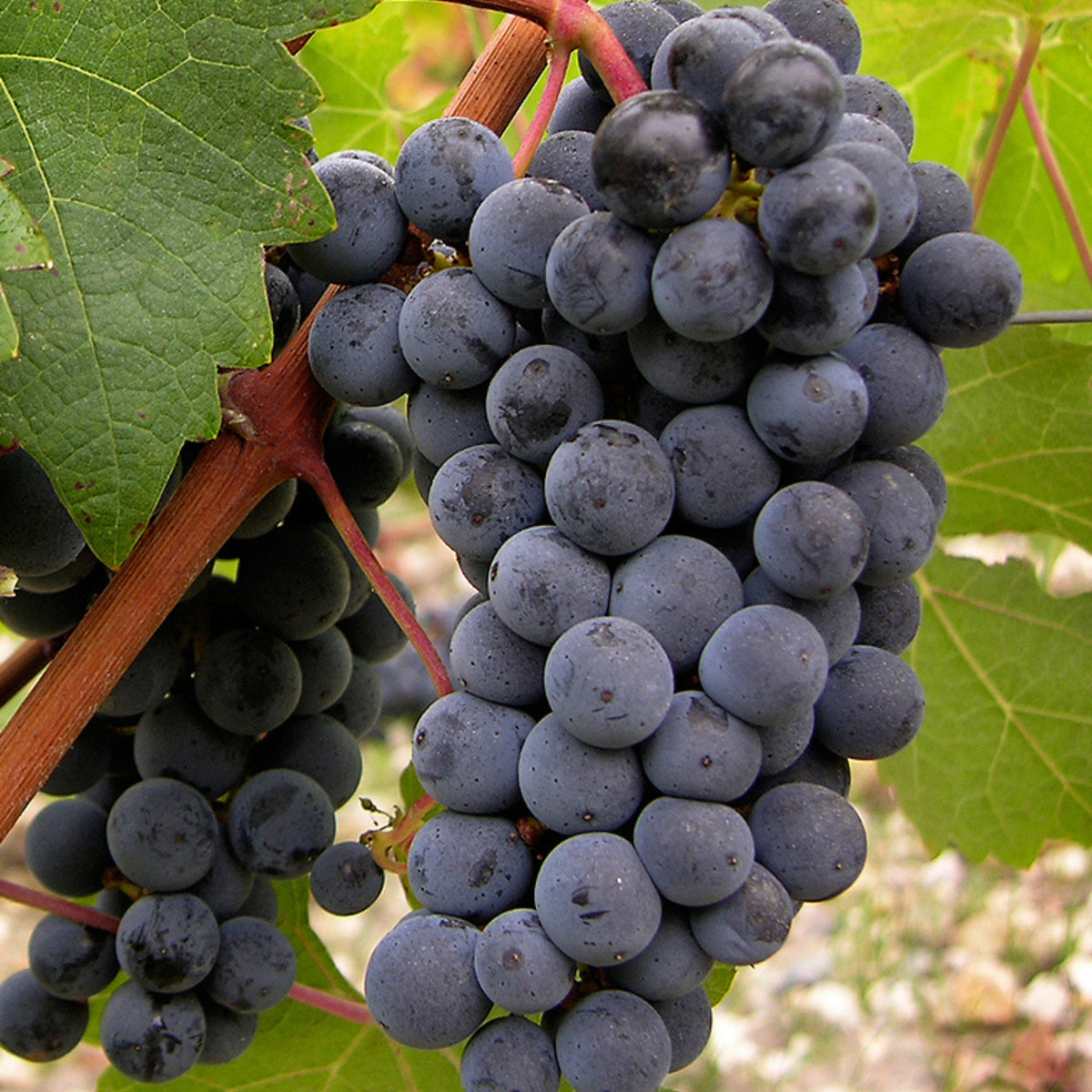 Cabernet Sauvignon